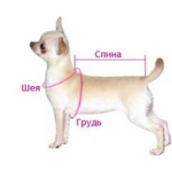 Як виміряти собаку і її лапку